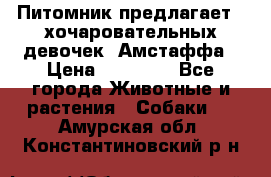 Питомник предлагает 2-хочаровательных девочек  Амстаффа › Цена ­ 25 000 - Все города Животные и растения » Собаки   . Амурская обл.,Константиновский р-н